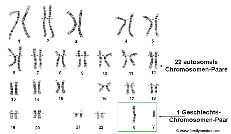 22 autosomale Chromosomen-Paare und ein Geschlechts-Chromosomen-Paar