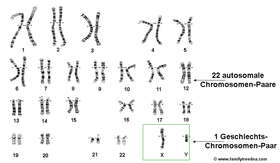 22 autosomale Chromosomen-Paare und ein Geschlechts-Chromosomen-Paar