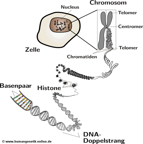 Schematische Darstellung von DNA, Chromosomen und Zelle