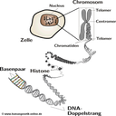 Schematische Darstellung von DNA, Chromosomen und Zelle