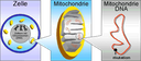 Mutation der Mitochondrien-DNA