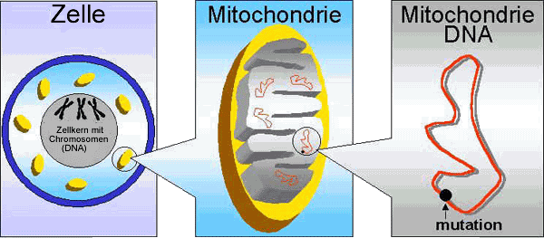 Mutation der Mitochondrien-DNA