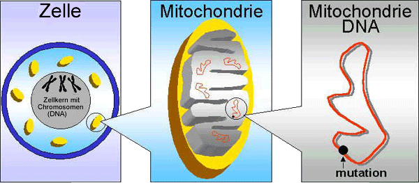 Mutation der Mitochondrien-DNA