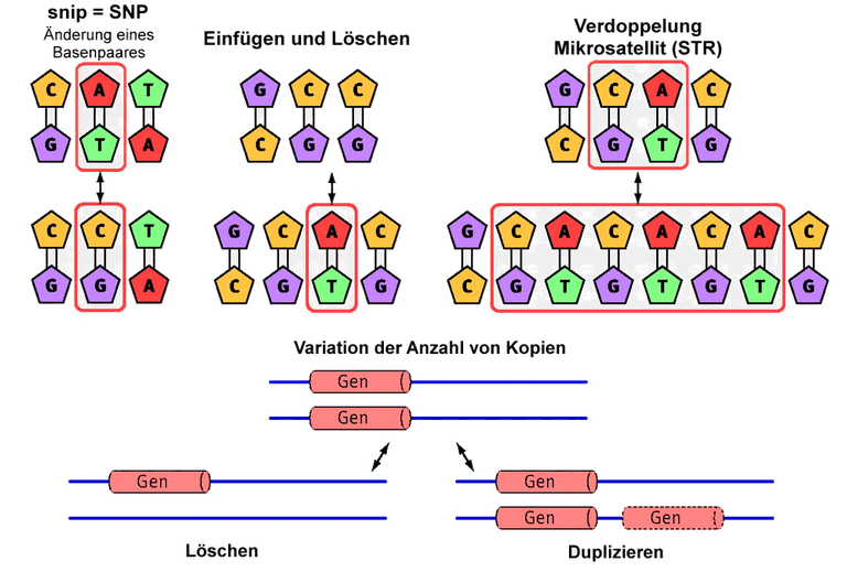 Polymorphismen