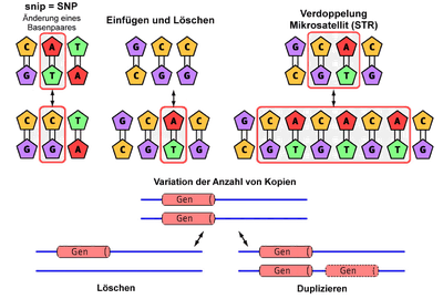 Single Nucleotide Polymorphism