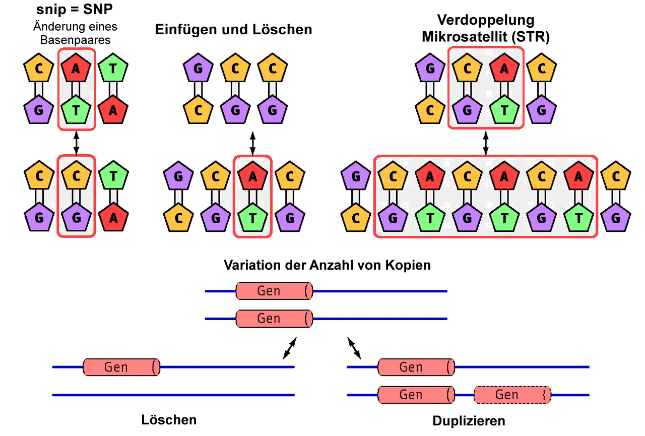 Polymorphismen