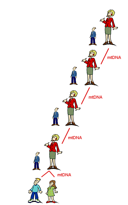 Vererbung der müttlerlichen DNA