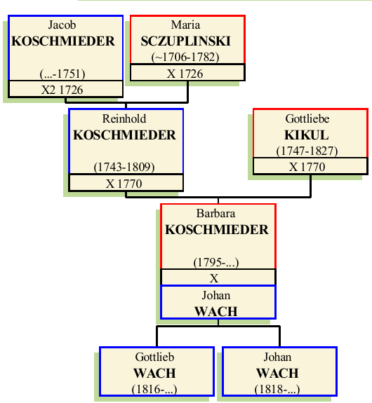 barbara-II-koschmieder.png